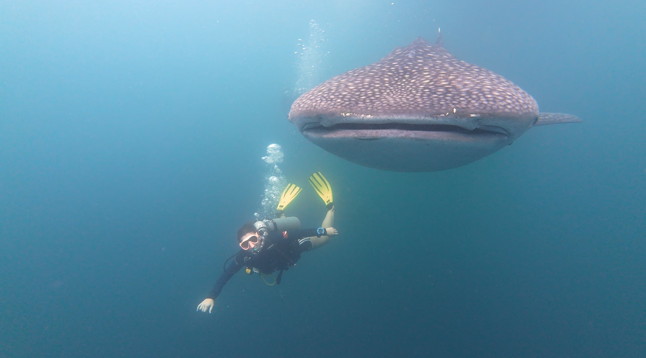 Whale shark swimming in crystal clear water